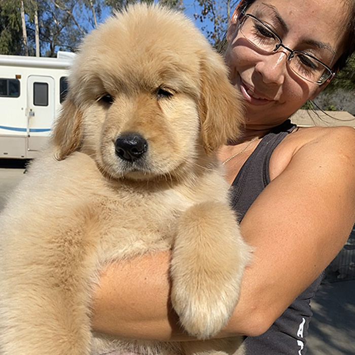 Trained Golden Retriever Puppies Potty Trained Golden Puppies House Trained Golden Retriever Puppies